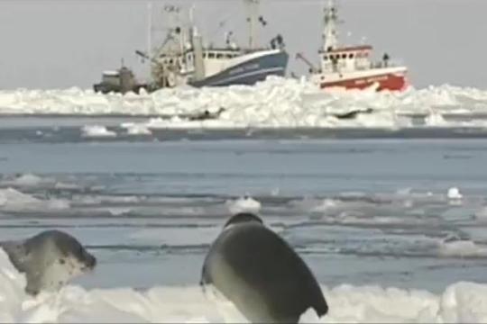 Quy trình đánh bắt và bảo tồn Hải Cẩu – Giữa  truyền thống và ý thức bảo vệ môi trường